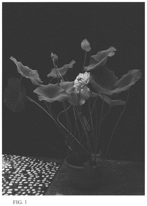 Figure 1 of US plant patent PP34057, the photograph of Zhongshan Chanyun printed in the patent.