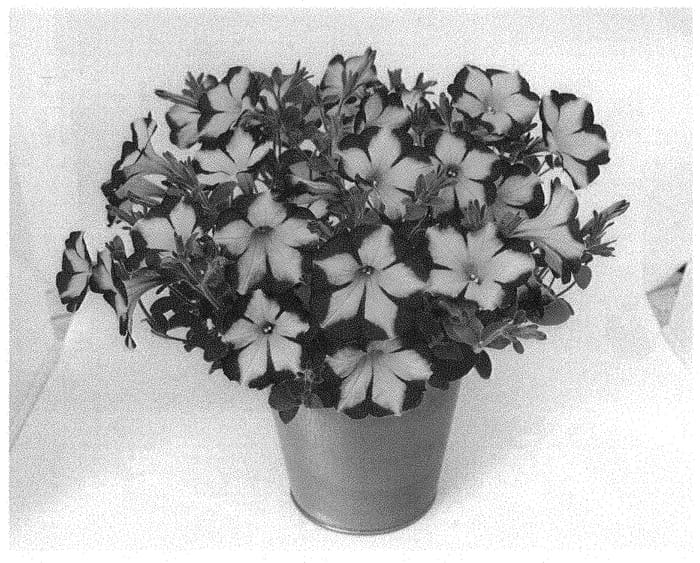 Figure 1 of US plant patent PP34058, the photograph of KLEPH20425 printed in the patent.
