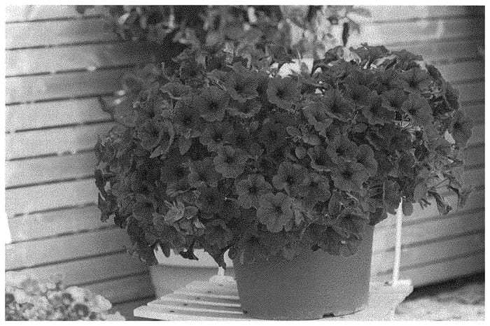 Figure 1 of US plant patent PP34059, the photograph of KLEPH20491 printed in the patent.