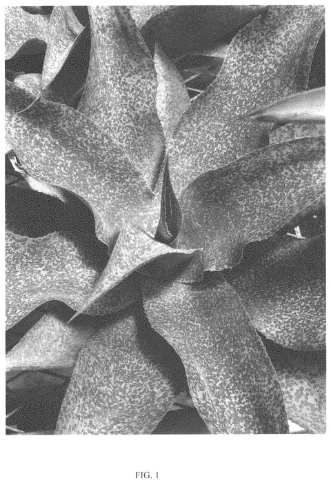 Figure 1 of US plant patent PP34060, the photograph of Tequila Fire printed in the patent.