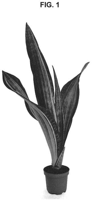 Figure 1 of US plant patent PP34061, the photograph of MARLOWE printed in the patent.