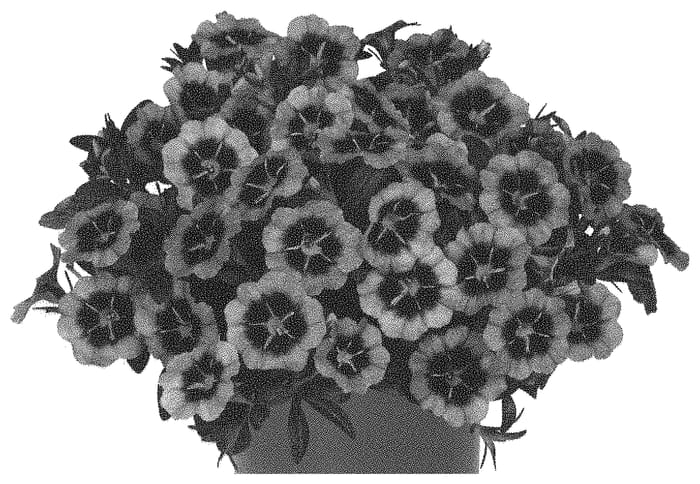 Figure 1 of US plant patent PP34062, the photograph of Docaltitogra printed in the patent.
