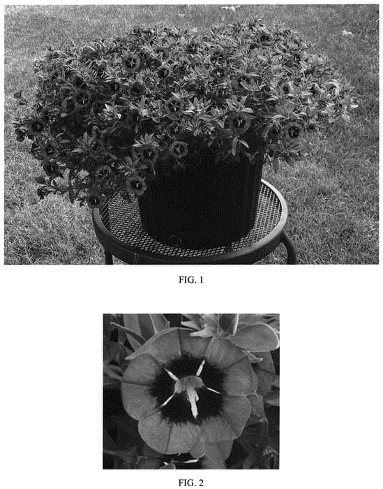 Figure 1 of US plant patent PP34063, the photograph of Balcabmiss printed in the patent.