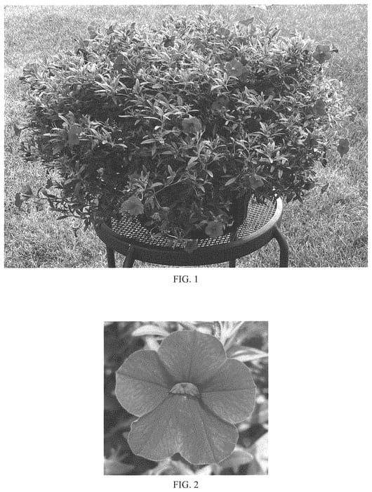 Figure 1 of US plant patent PP34064, the photograph of Balchared printed in the patent.