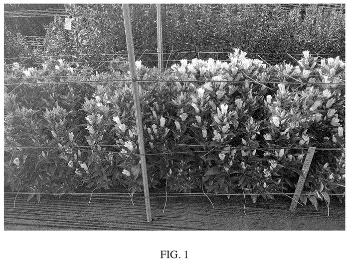 Figure 1 of US plant patent PP34065, the photograph of Ashiro 272219 printed in the patent.