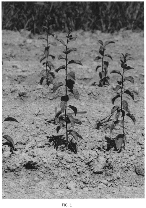 Figure 1 of US plant patent PP34068, the photograph of Dhprs2 printed in the patent.