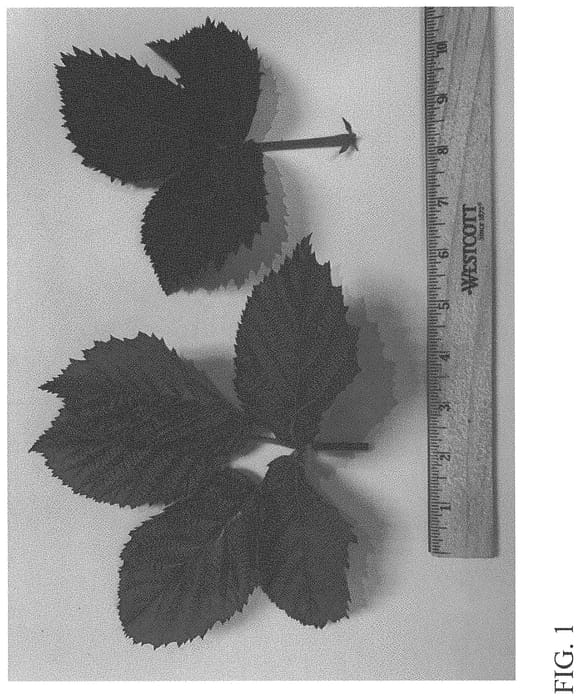 Figure 1 of US plant patent PP34069, the photograph of DrisBlackTwentyFive printed in the patent.