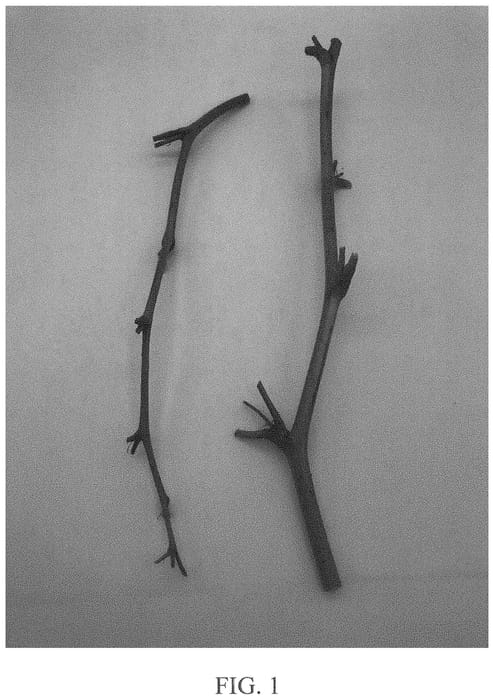 Figure 1 of US plant patent PP34070, the photograph of DrisRaspTwenty printed in the patent.
