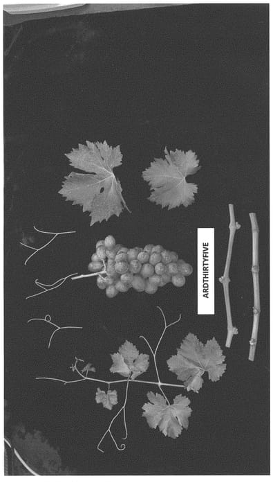Figure 1 of US plant patent PP34071, the photograph of ARDTHIRTYFIVE printed in the patent.
