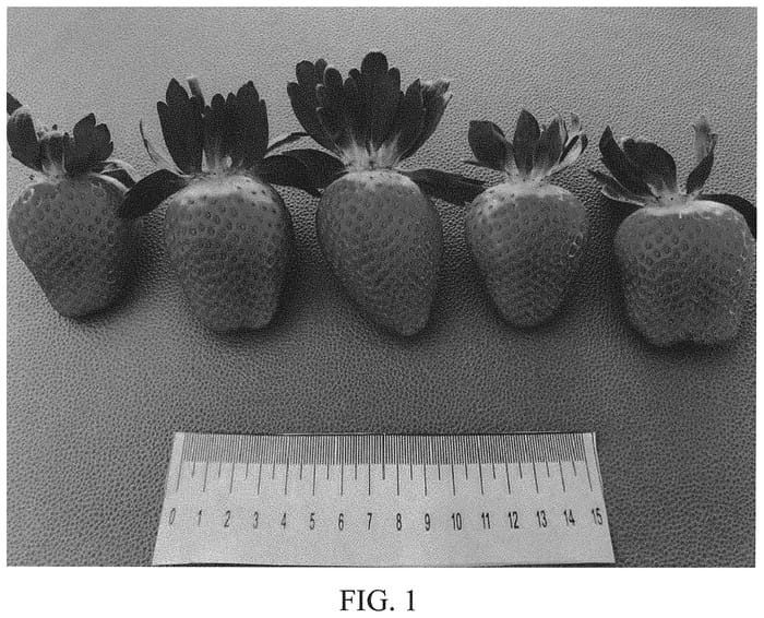 Figure 1 of US plant patent PP34072, the photograph of DrisStrawEightyNine printed in the patent.