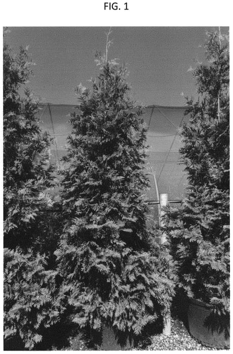 Figure 1 of US plant patent PP34073, the photograph of CMA04271964 printed in the patent.