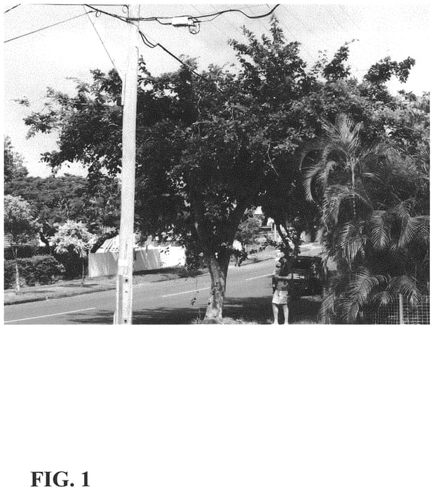 Figure 1 of US plant patent PP34074, the photograph of K207 printed in the patent.