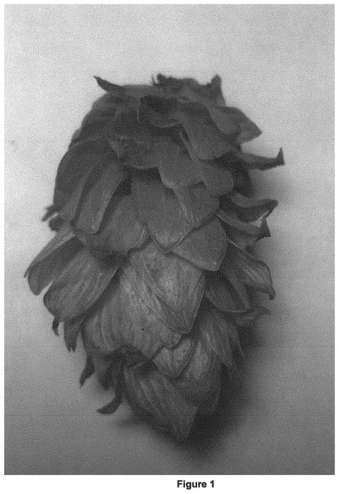 Figure 1 of US plant patent PP34075, the photograph of CV12 printed in the patent.