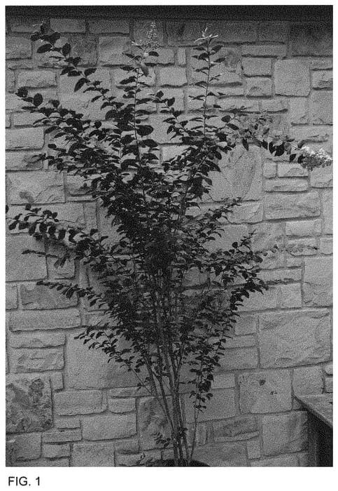 Figure 1 of US plant patent PP34076, the photograph of JM8 printed in the patent.