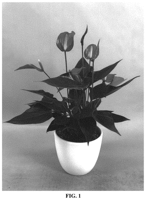 Figure 1 of US plant patent PP34077, the photograph of AN2562165 printed in the patent.