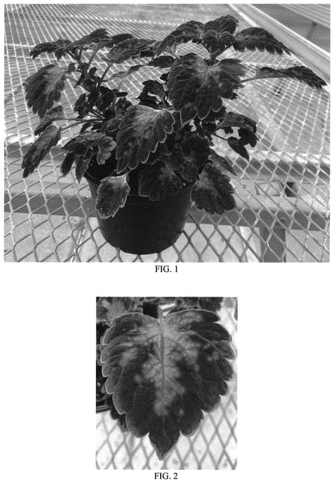 Figure 1 of US plant patent PP34078, the photograph of Baltazrip printed in the patent.
