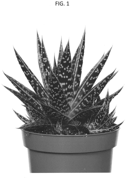 Figure 1 of US plant patent PP34079, the photograph of OVROCKS08 printed in the patent.