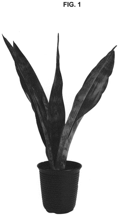 Figure 1 of US plant patent PP34080, the photograph of Graelyn printed in the patent.