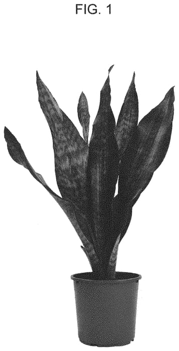 Figure 1 of US plant patent PP34081, the photograph of NITE LITE printed in the patent.