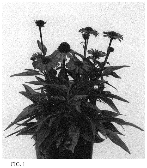 Figure 1 of US plant patent PP34082, the photograph of Noecseven printed in the patent.