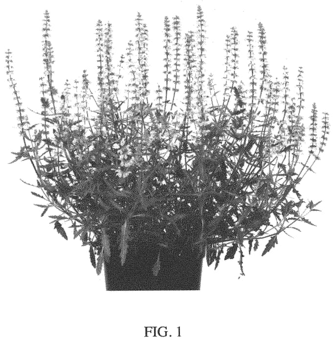 Figure 1 of US plant patent PP34083, the photograph of Bocoffla printed in the patent.