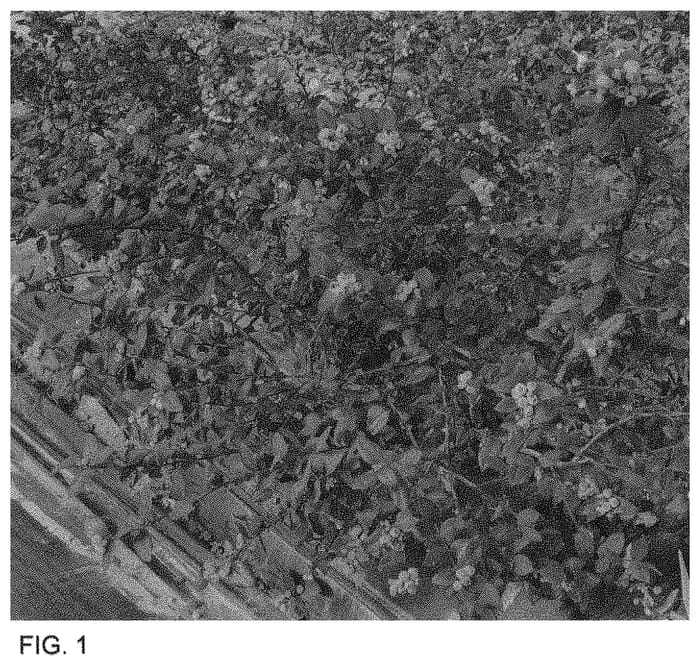Figure 1 of US plant patent PP34084, the photograph of FV1907 printed in the patent.