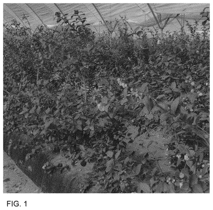 Figure 1 of US plant patent PP34085, the photograph of FV1901 printed in the patent.