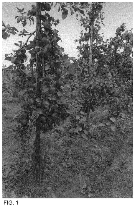 Figure 1 of US plant patent PP34086, the photograph of Wurtwinning printed in the patent.