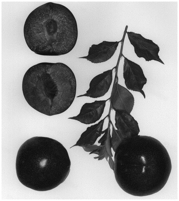 Figure 1 of US plant patent PP34087, the photograph of FLAVOR JOY printed in the patent.