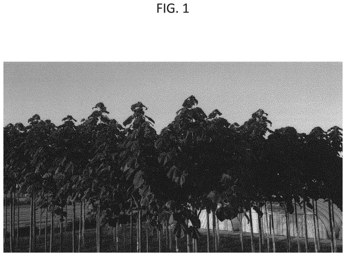 Figure 1 of US plant patent PP34088, the photograph of WEGROW-B6 printed in the patent.