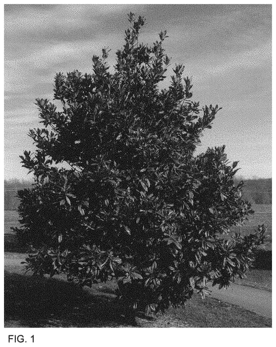Figure 1 of US plant patent PP34089, the photograph of BooneArb printed in the patent.