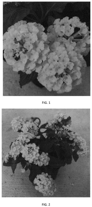 Figure 1 of US plant patent PP34090, the photograph of LANZ0041 printed in the patent.