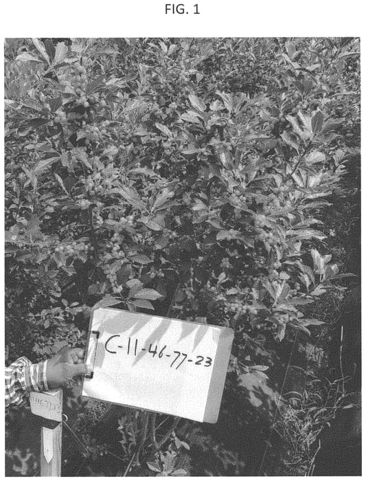 Figure 1 of US plant patent PP34091, the photograph of C-11-46-77-23 printed in the patent.