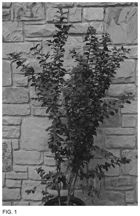 Figure 1 of US plant patent PP34092, the photograph of JM7 printed in the patent.