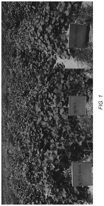 Figure 1 of US plant patent PP34093, the photograph of NCPUR13-0315 printed in the patent.