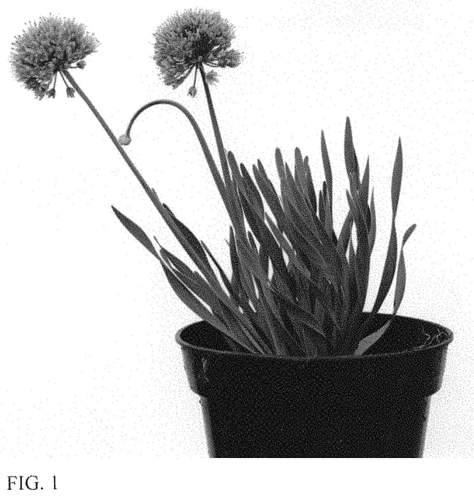 Figure 1 of US plant patent PP34094, the photograph of IFALLS printed in the patent.