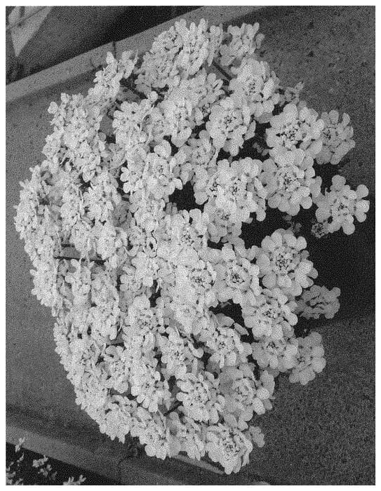 Figure 1 of US plant patent PP34095, the photograph of Doibewhisha printed in the patent.