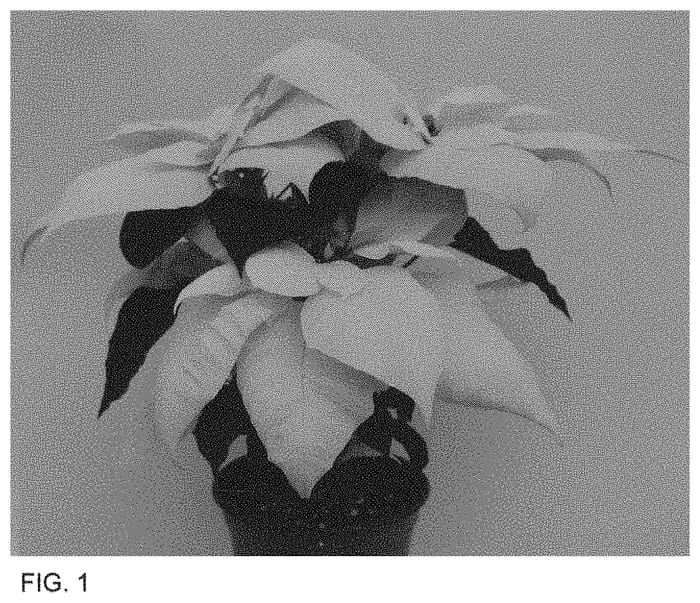 Figure 1 of US plant patent PP34096, the photograph of Rinebob printed in the patent.