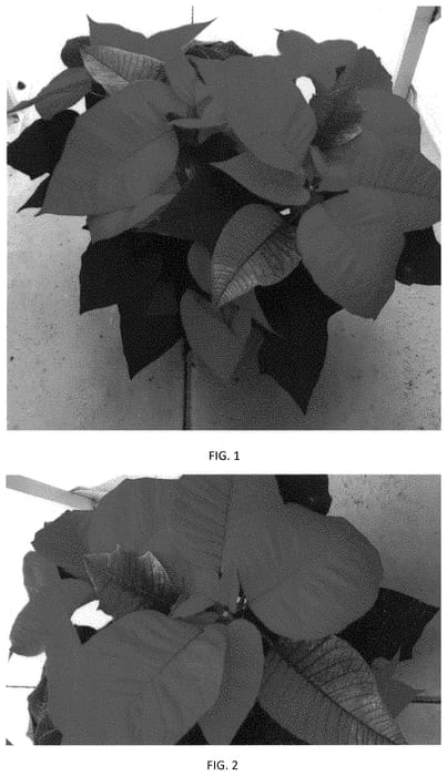 Figure 1 of US plant patent PP34097, the photograph of EURZ0022 printed in the patent.