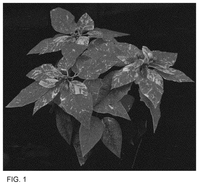 Figure 1 of US plant patent PP34098, the photograph of BONPR 1639 printed in the patent.