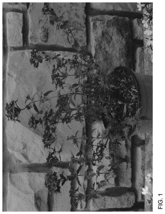 Figure 1 of US plant patent PP34099, the photograph of WNVESBIB printed in the patent.