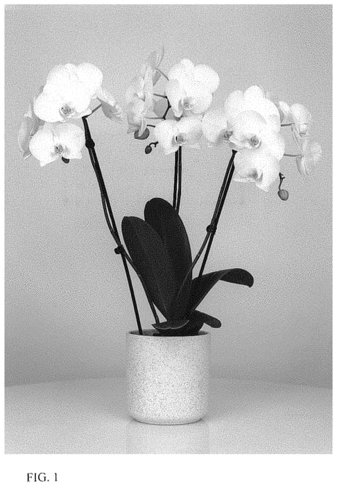 Figure 1 of US plant patent PP34100, the photograph of MI01885 printed in the patent.