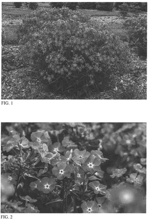 Figure 1 of US plant patent PP34101, the photograph of Opening Act Romance printed in the patent.