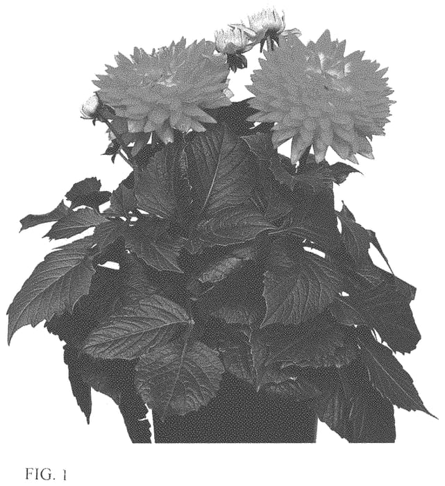 Figure 1 of US plant patent PP34102, the photograph of BKDAMAGFF printed in the patent.
