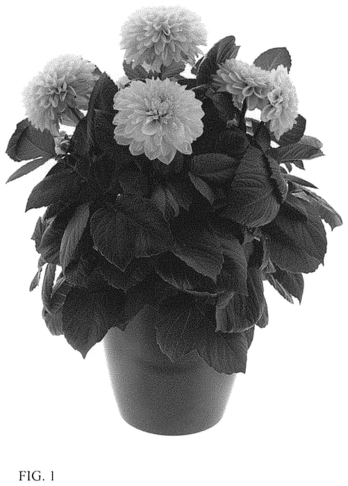 Figure 1 of US plant patent PP34103, the photograph of BKDAMAGFCY printed in the patent.