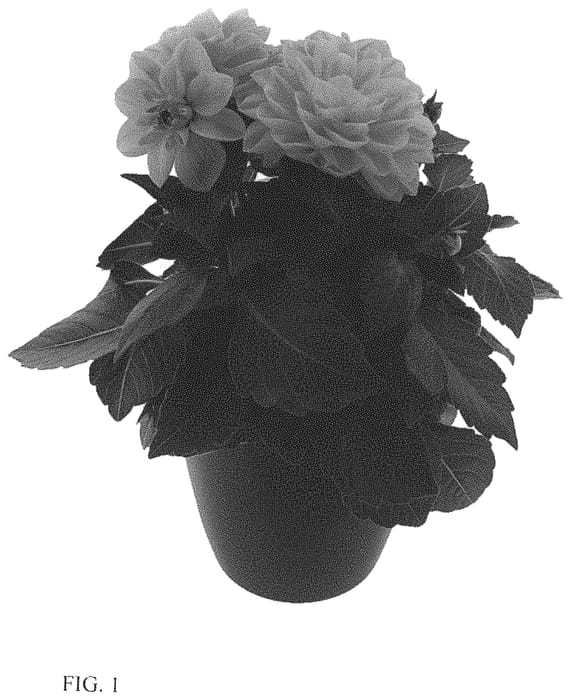 Figure 1 of US plant patent PP34104, the photograph of BKDAMOR printed in the patent.