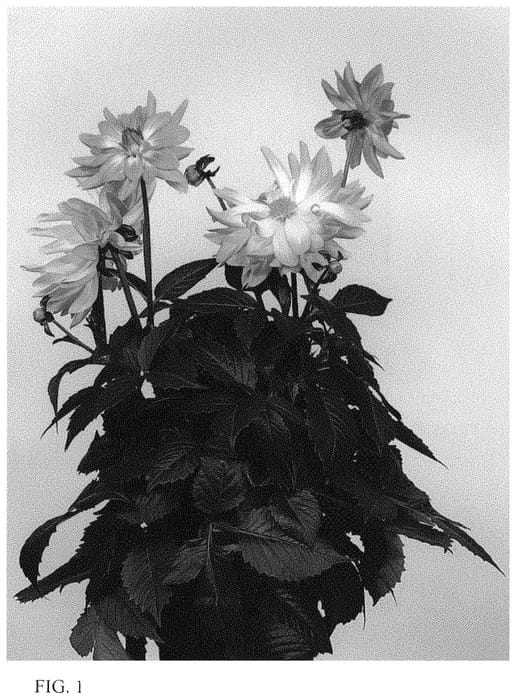 Figure 1 of US plant patent PP34105, the photograph of BKDAGIGP printed in the patent.