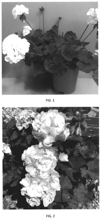 Figure 1 of US plant patent PP34106, the photograph of PEQZ0087 printed in the patent.