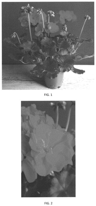 Figure 1 of US plant patent PP34107, the photograph of PEQZ0084 printed in the patent.