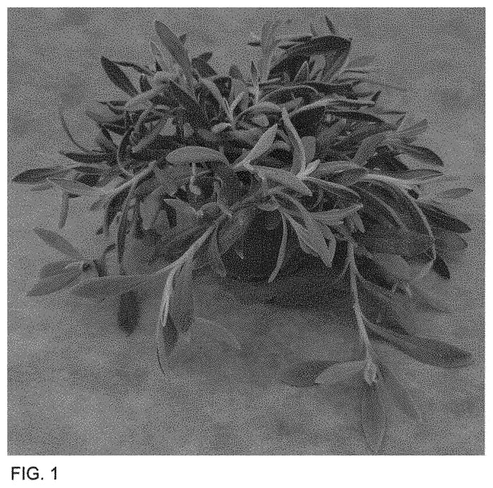 Figure 1 of US plant patent PP34108, the photograph of Wesdifanfisisti printed in the patent.